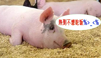 夏季豬群不吃食，找到根本原因才能輕松應(yīng)對！